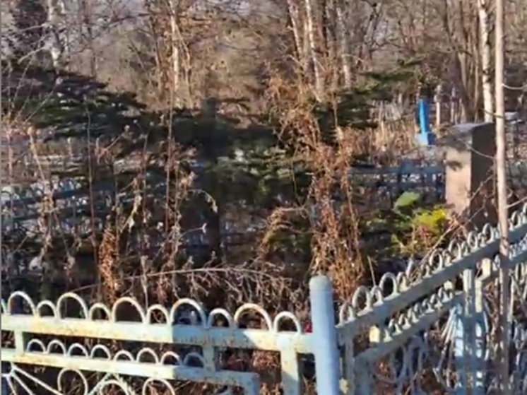 Вандалы под Новый год спилили елку на могиле ребенка в Приморье