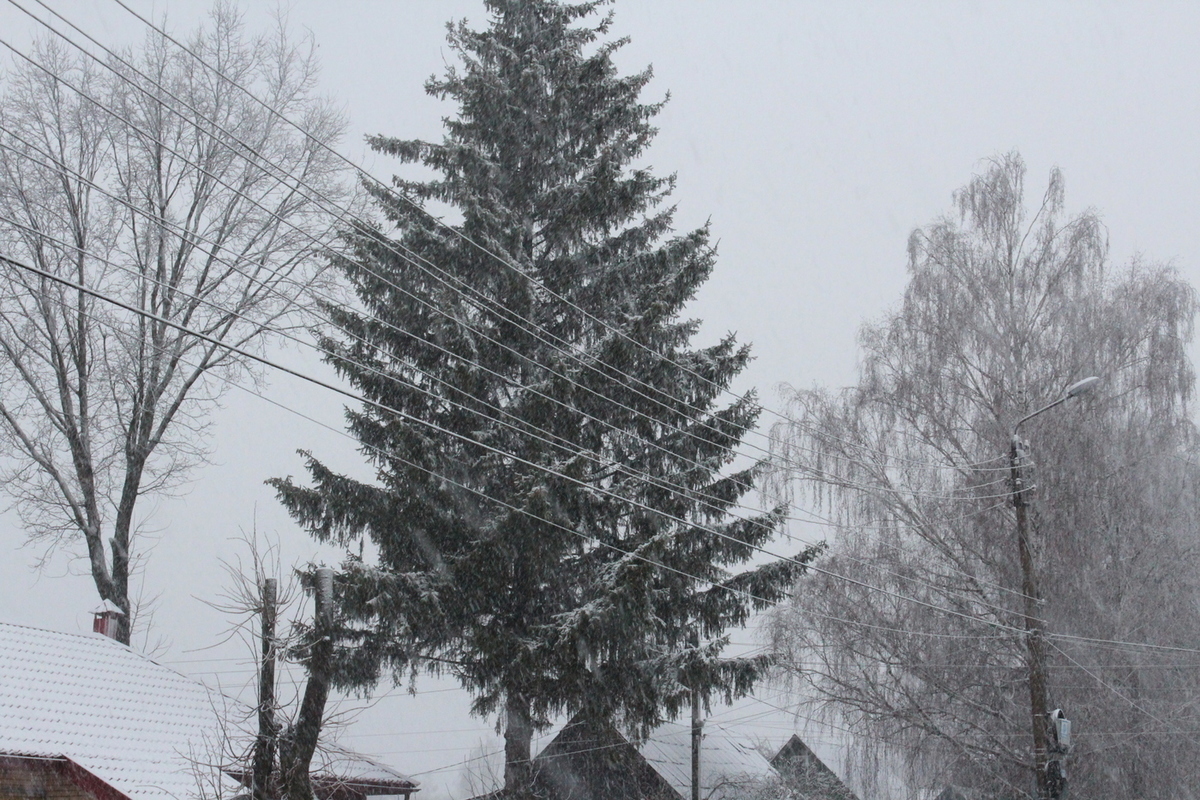 Вильфанд рассказал о погоде в Курске в новогоднюю ночь
