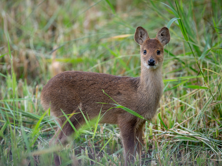В центр Владивостока забежал новый для России редкий водяной олень