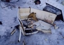 В соцсетях появилась информация о том, что у ребенка в Любинском районе взорвалась во рту петарда