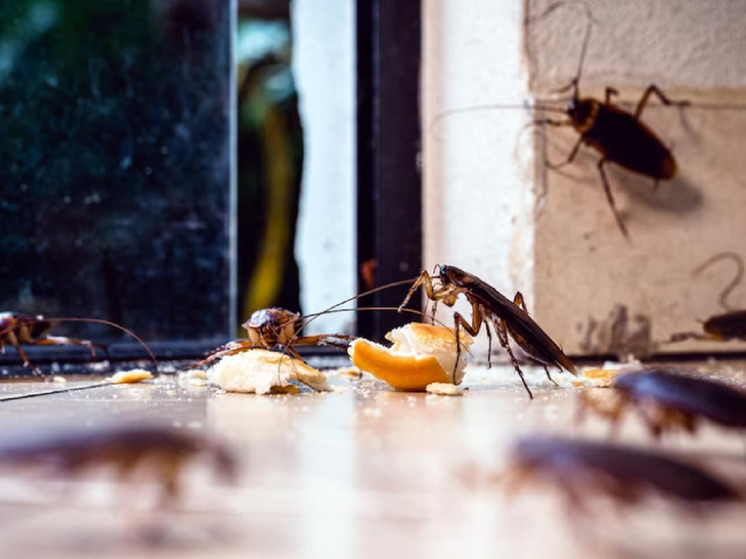 Роспотребнадзор: что делать, если у соседей тараканы и они бегут к нам