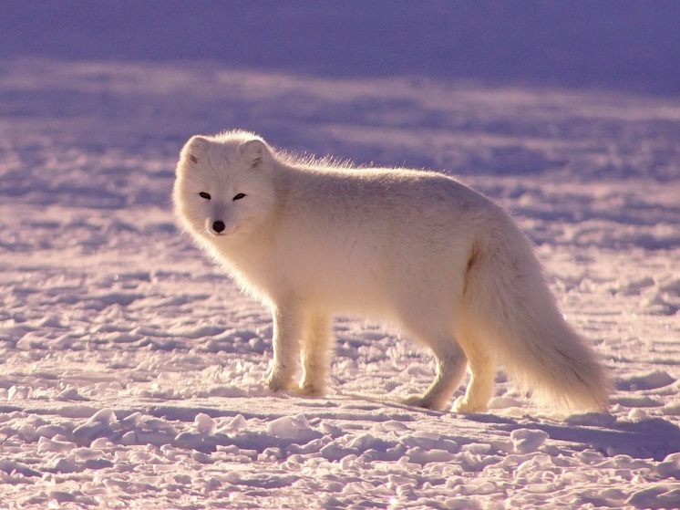 На Костяном Носу в НАО заметили редкого полярного лиса