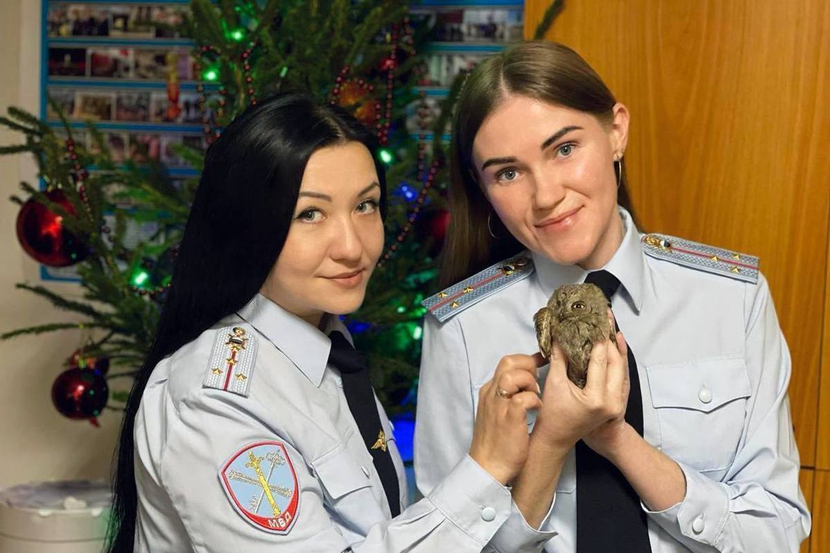 Полицейские в Сочи спасли ослабленную и промокшую сову