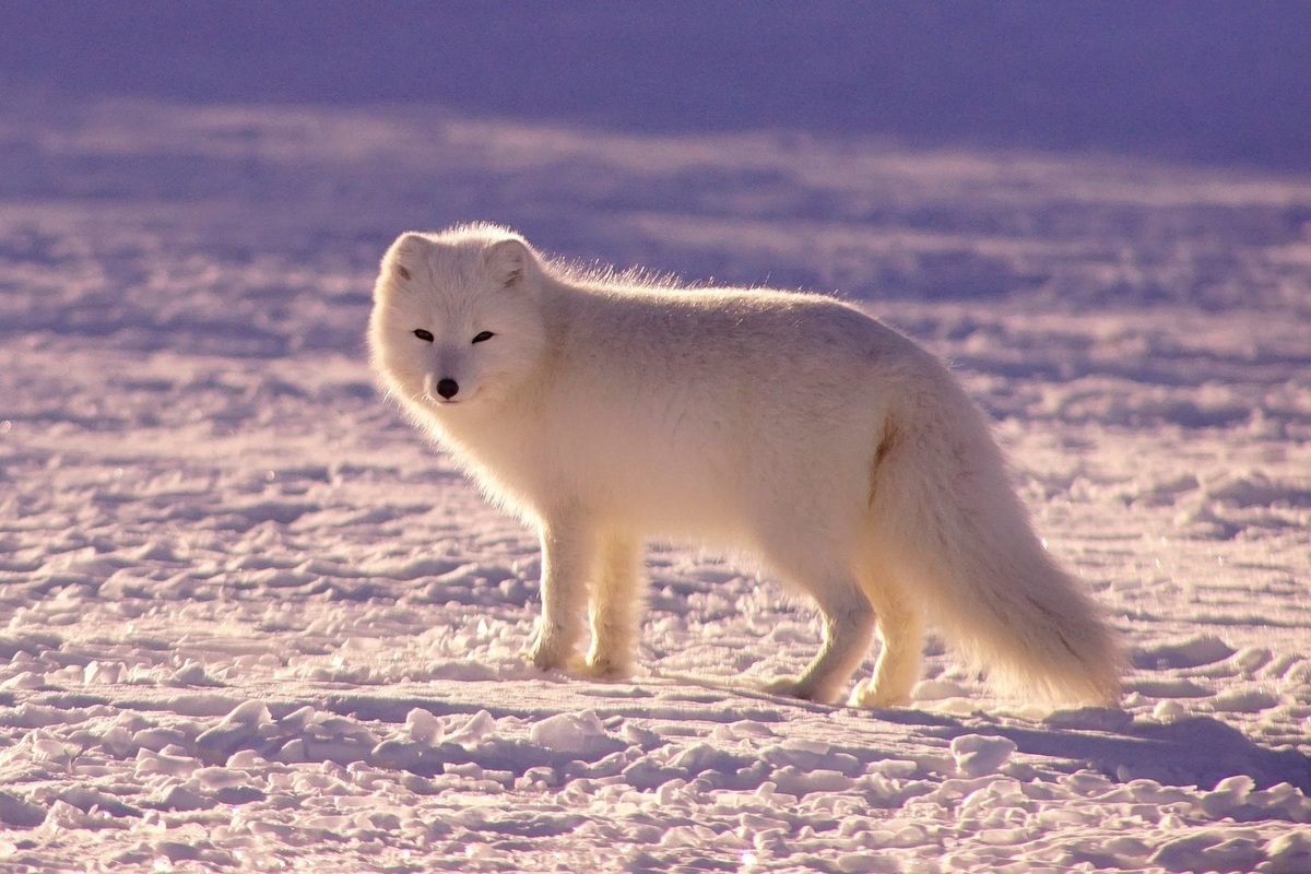 Песец в тайге или тундре. Песец в Антарктиде. Полярная лисица песец. Ареал обитания песца. Полярный песец Арктики.