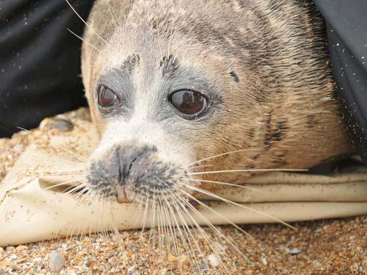 Еще одного каспийского тюленя спасли пограничники в Каспийском море