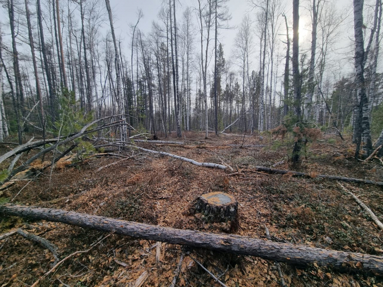 48-летний рецидивист незаконно вырубил лес на 1,4 млн рублей в Забайкалье