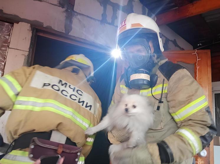 Апшеронские огнеборцы спасли собаку из пожара