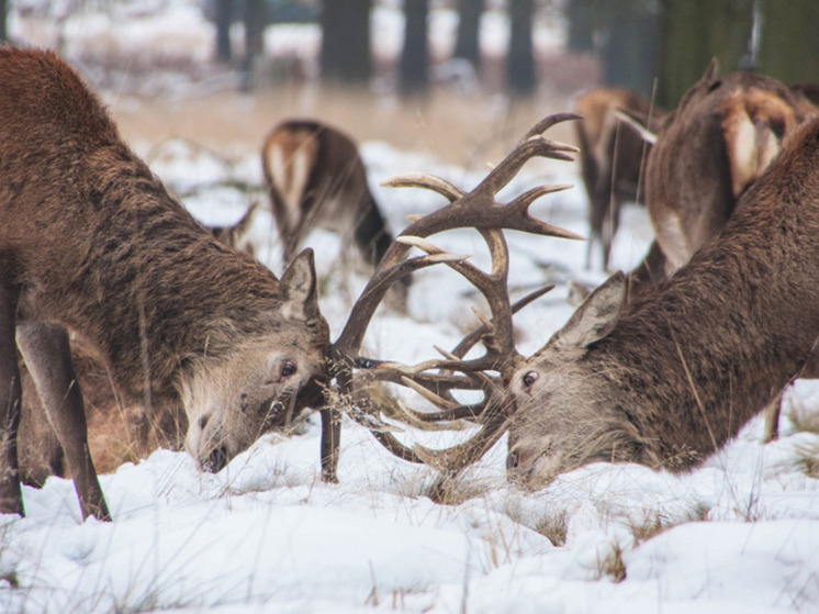 Число забитых оленей в НАО едва не сравнялось с населением округа
