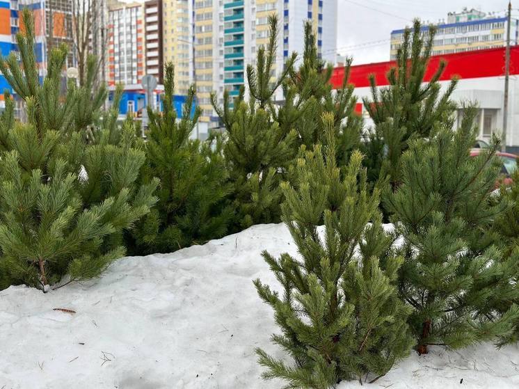 Пензенцы узнали, как выбрать живую елку на Новый год