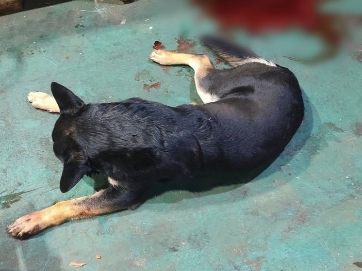 Неизвестные отравили бездомную собаку в Ноябрьске