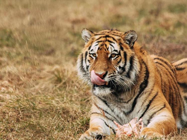 Двух тигров с неадекватным поведением из Хабаровского края и Приморья поймали