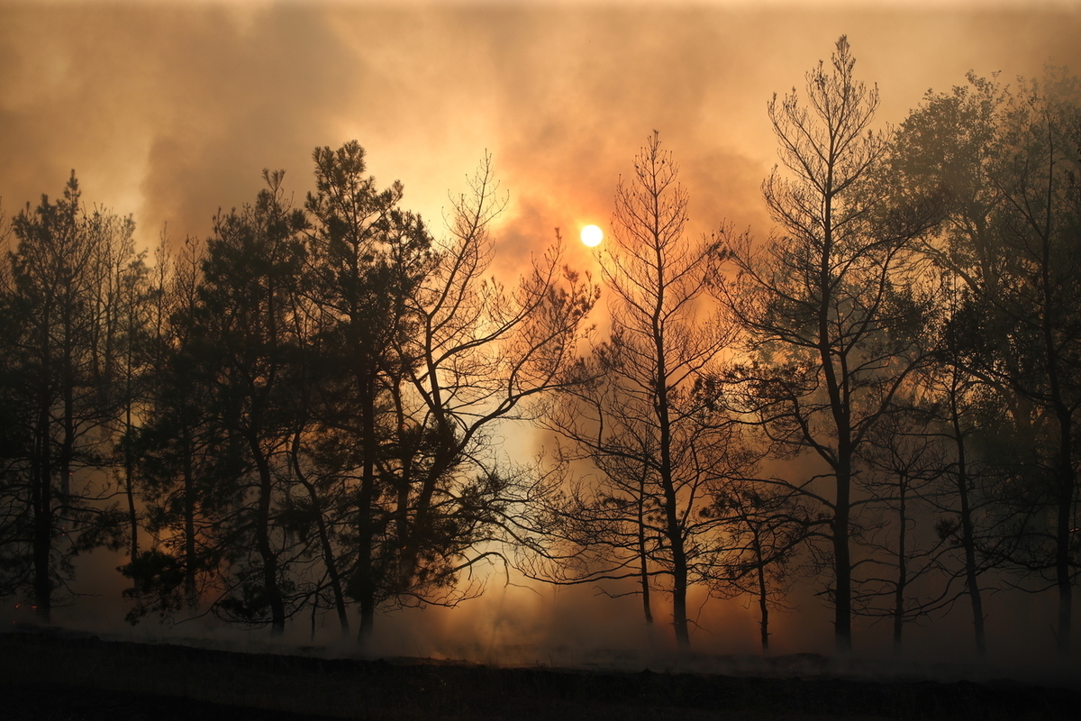 В Волгоградской области количество лесных пожаров снизилось в 2,6 раза