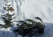 Сотрудники Долинского лесничества 27 декабря в ходе патрулирования лесного фонда выявили нарушителя
