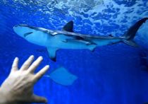 Мальчик-подросток погиб в результате нападения акулы на пляже в Австралии