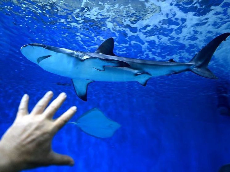 Ребенок погиб после нападения акулы на пляже в Австралии