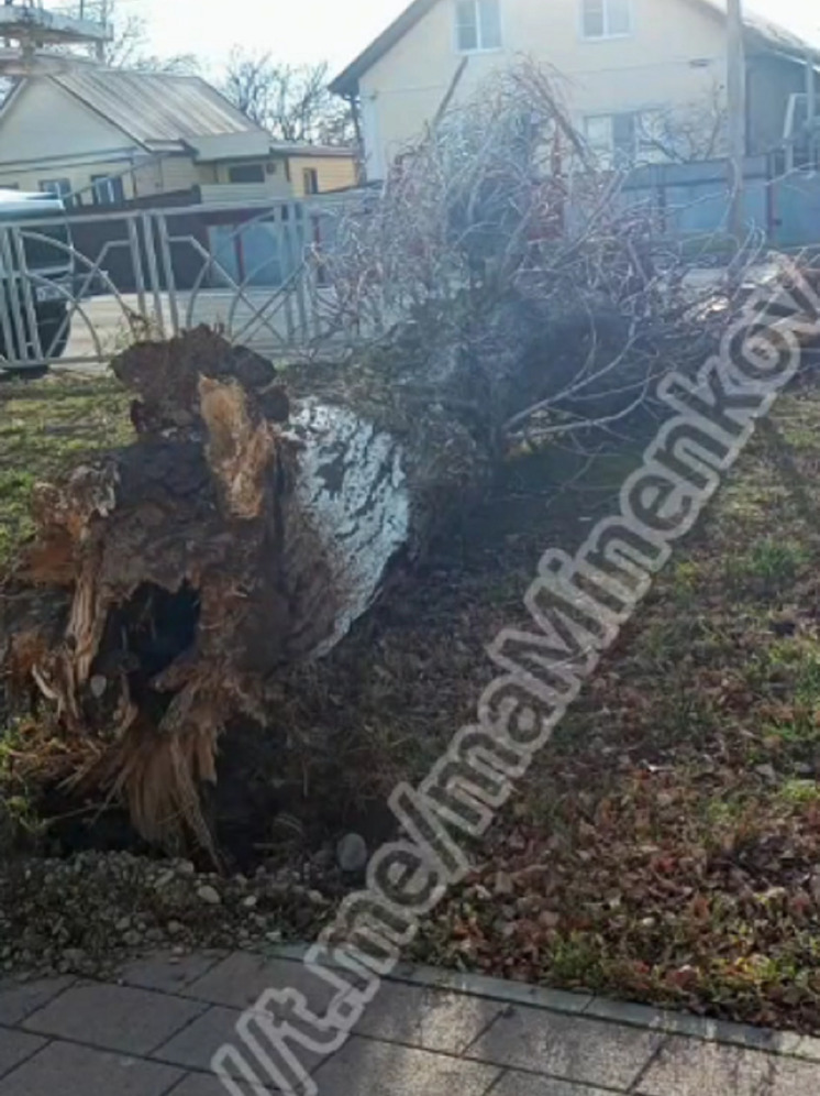 В Невинномысске ураганный ветер с корнем вырвал тополь рядом с колледжем