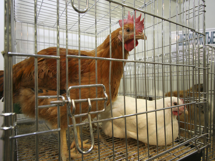 Российские куры стали хуже нестись в уходящем году