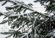 Снежный, но теплый январь ожидается в европейской части России, заявил научный руководитель Гидрометцентра Роман Вильфанд