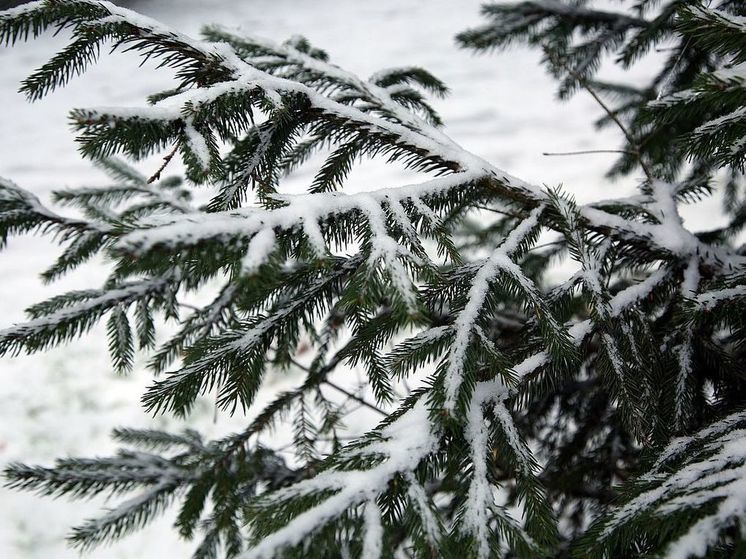 Вильфанд спрогнозировал теплый и снежный январь