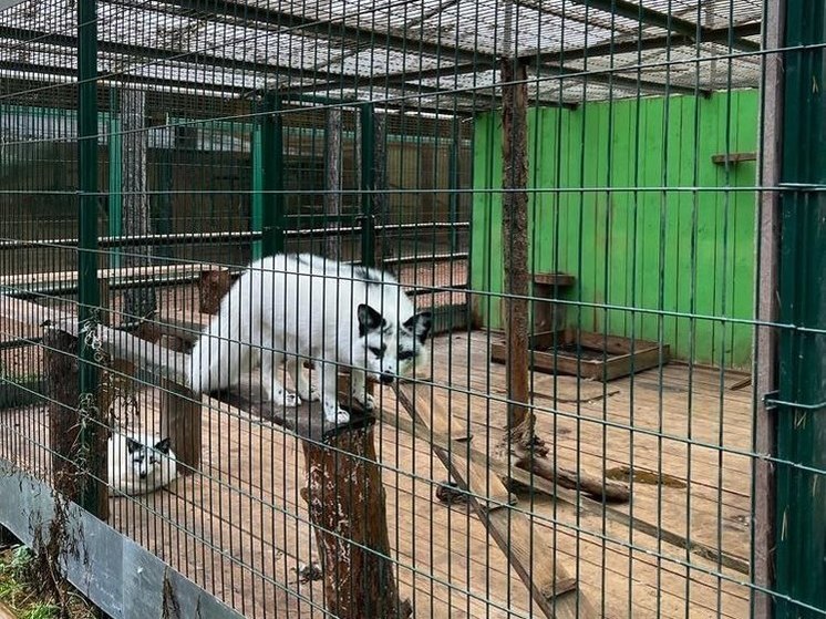 Дело возбудили из-за жестокости к животным в зоопарке «На Лампушке» под Приозерском