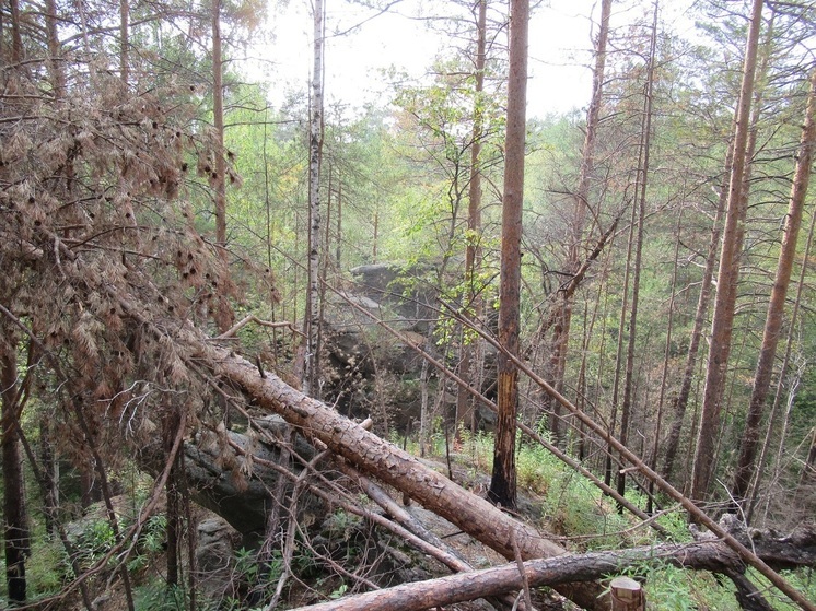 Возбуждено уголовное дело из-за рубки леса в парке «Бажовские места»