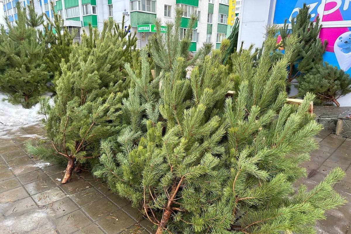 Купить Ель Живую Для Посадки 2