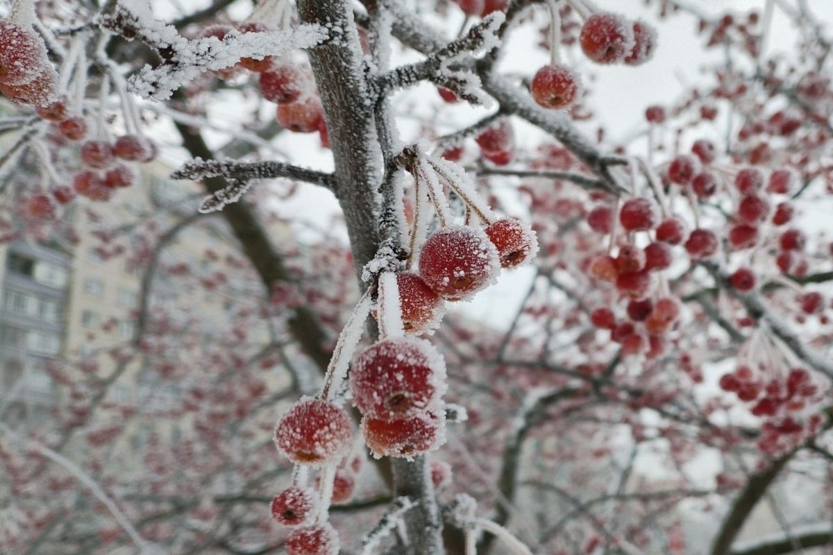 До -13 градусов ожидается в Ленобласти 29 декабря