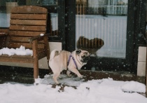 В Астрахани установили новые правила были для выгула домашних животных, в частности, для собак