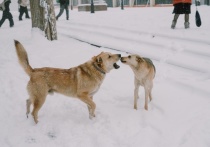 В Астраханской области было принято постановление о дополнительных требованиях к содержанию и выгулу домашних животных