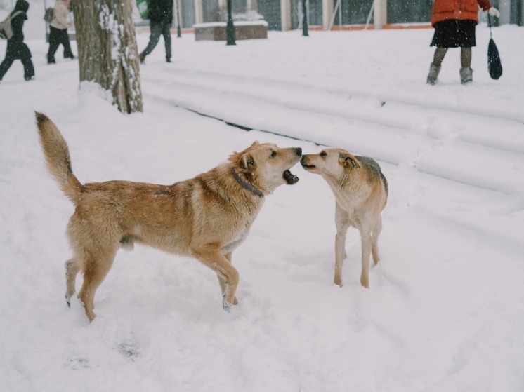 В Астрахани запретили кормить собак на улице
