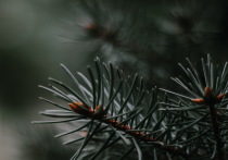 Перед новогодними праздниками жителям Республики Бурятия напомнили, что незаконная рубка  хвойных деревьев влечет административную ответственность