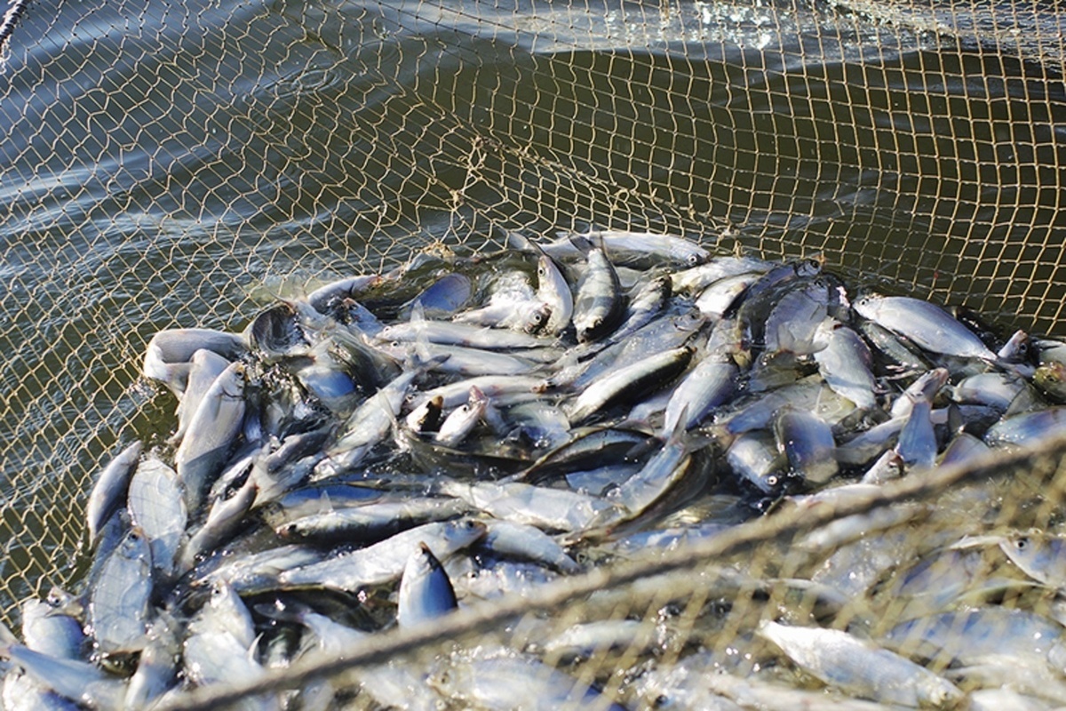 Рыба в сети. Рыбное хозяйство. Сеть для ловли рыбы. Рыболовное хозяйство. Запрет на вылов рыбы 2024