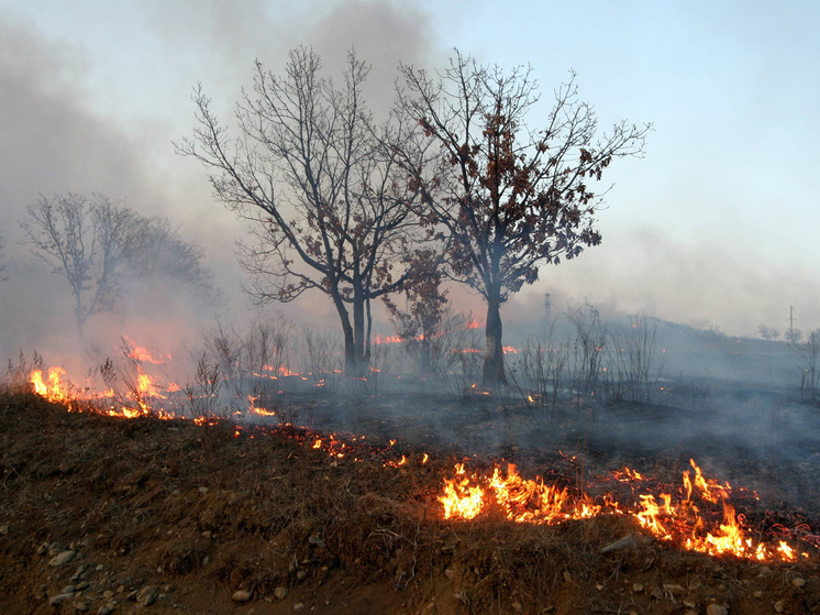 Ивановские ученые изобрели новое средство борьбы с ландшафтными пожарами0