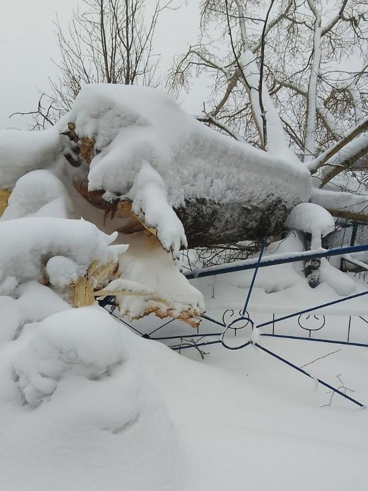 Могилы были повреждены при падении огромного дерева в Кузбассе