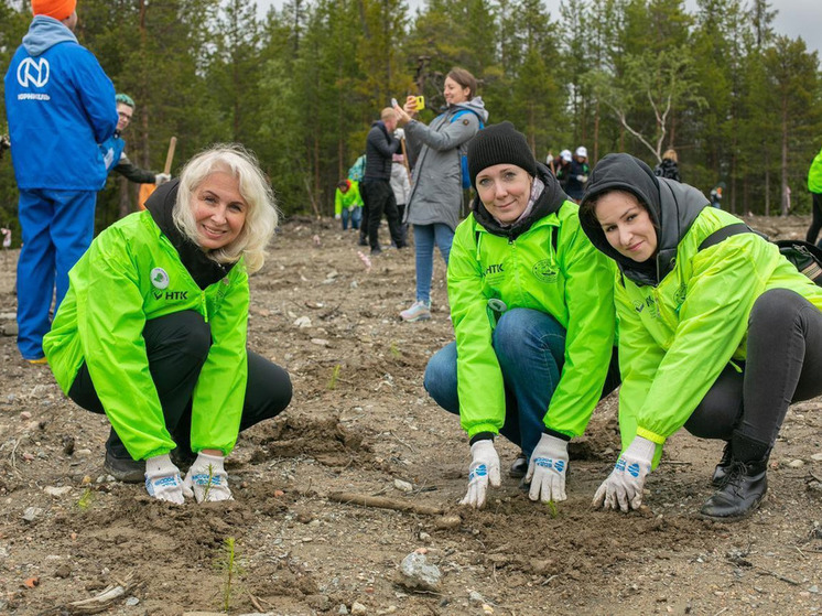 В 2023 году в Мурманской области высадили более 30 тысяч деревьев и кустарников