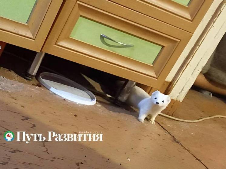 Фотофакт: В Якутии горностай ловит мышей вместо кота