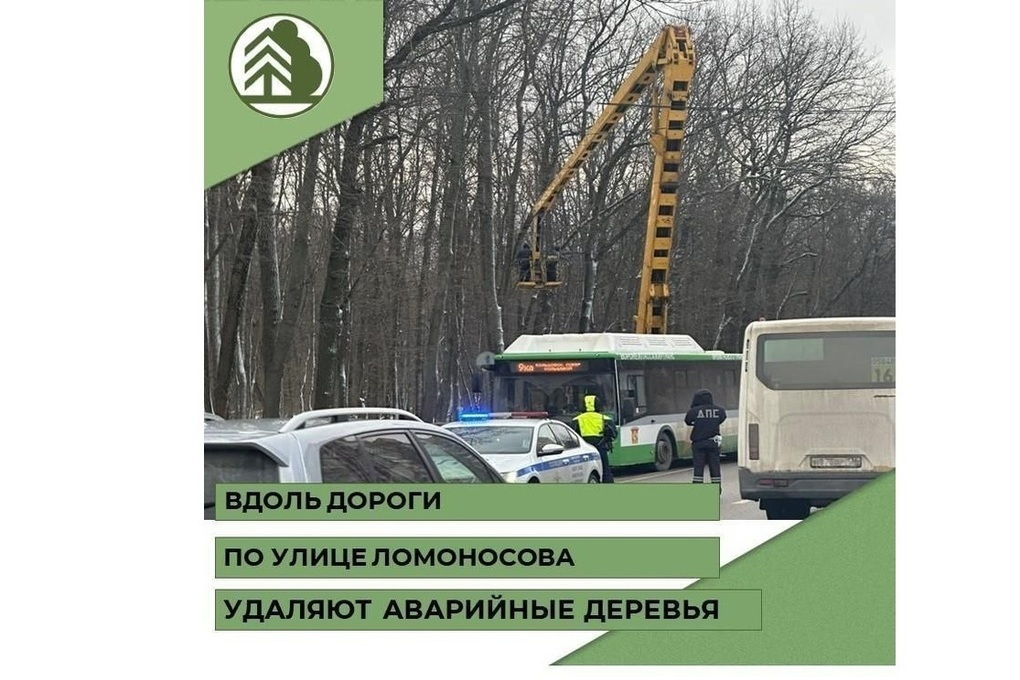 На улице Ломоносова в Воронеже удалят 60 аварийных деревьев