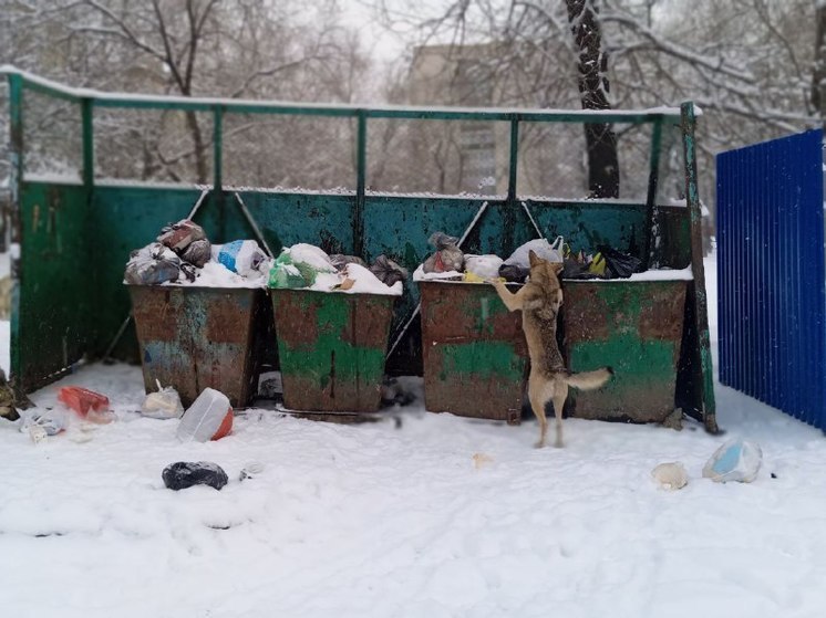 В Комсомольске-на-Амуре на новогодних праздниках продолжится отлов бездомных собак