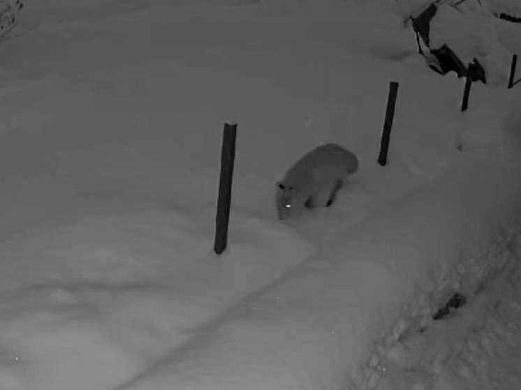 Лиса нырнула снег прямо под камерой в Карелии