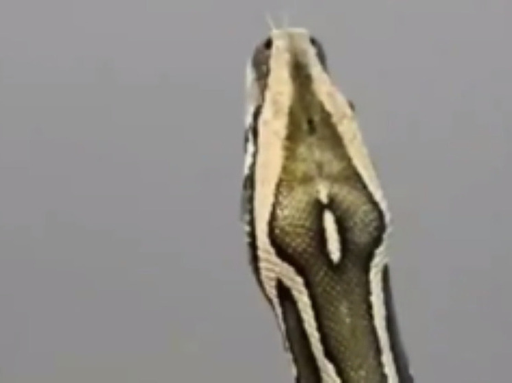 Брошенного питона приютили и откормили в Красногорске