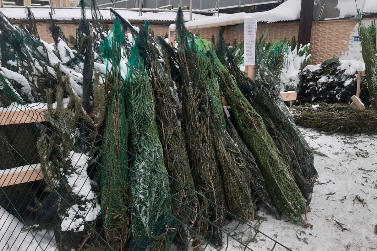 Пункты приема живых елок на переработку откроются в Великом Новгороде 5 января