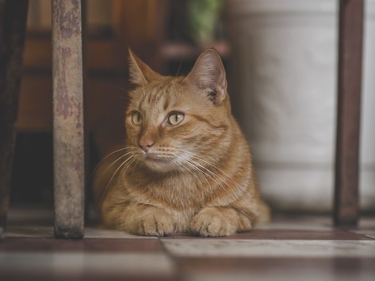 В США домашняя кошка спасла свою хозяйку от нападавшего