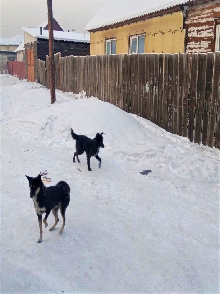 В Кызыле продолжаются жалобы на собак