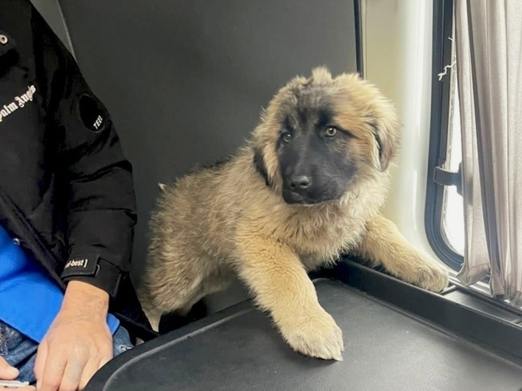 Полицейские вернули жителю Краснокаменска украденного щенка алабая