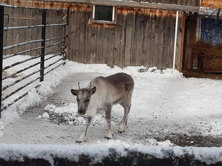 Молодой северный олень из Красноярска поселился в зоопарке Северска