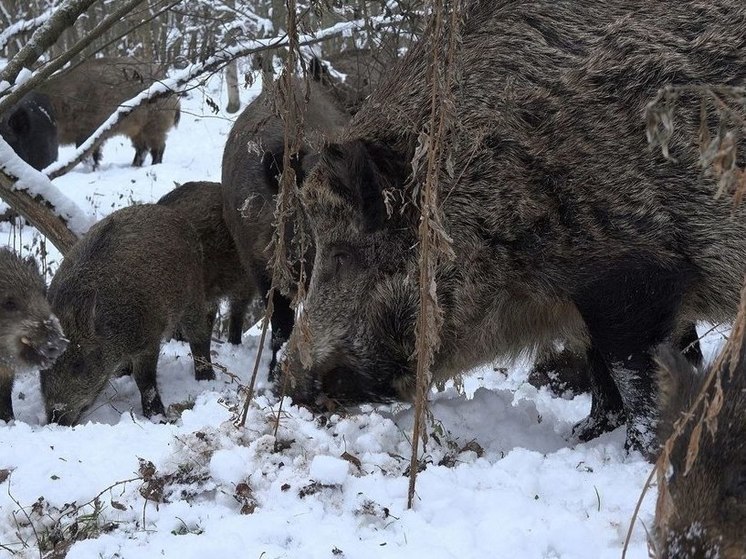 В Ленобласти у кабанов начался брачный период