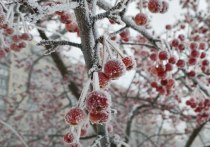 В селе Тулома 7 января состоится саамский «Праздник чистого снега»