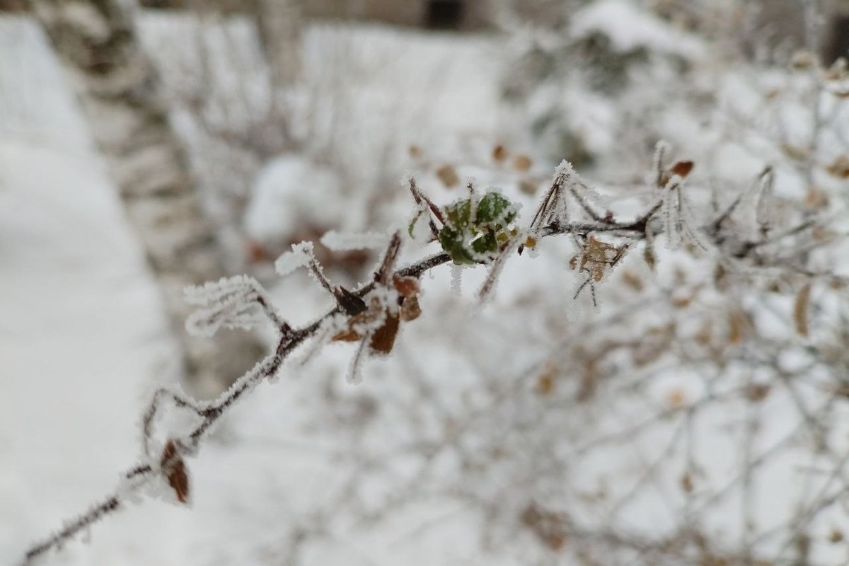До -23 градусов ожидается в Ленобласти 1 января