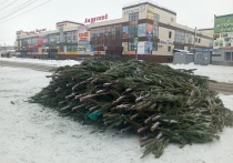 В Омске коммерсанты оставили елки, которые не удалось продать до Нового года, прямо на улице