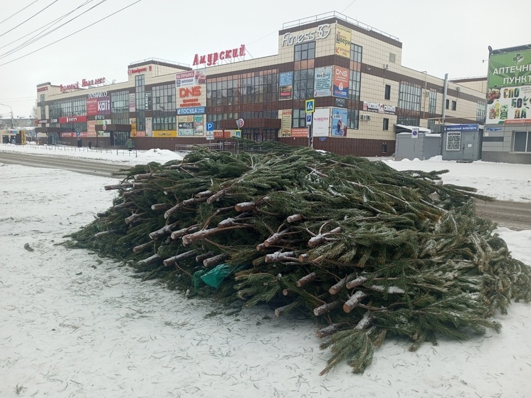 В Омске непроданные живые елки оставили прямо на улице